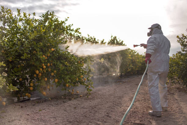 Best Emergency Pest Control  in Maxwell, CA
