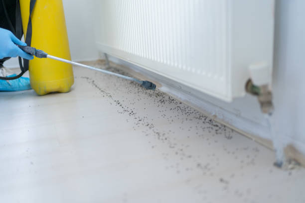 Trusted Maxwell, CA Pest Control Experts