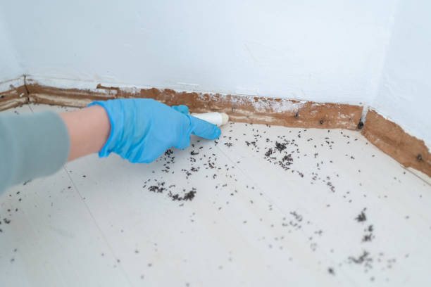 Best Residential Pest Control  in Maxwell, CA